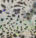 lycra SNOWCAT SPLASH HOLO